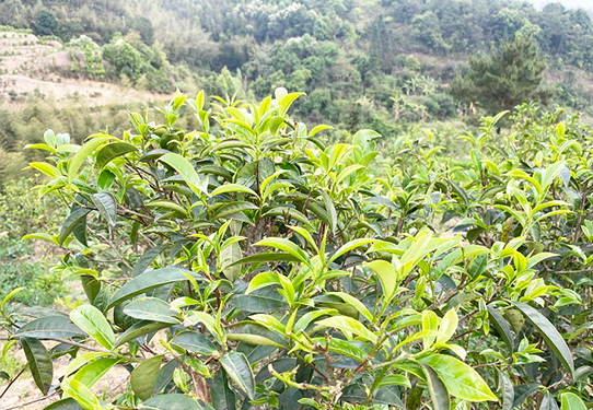 有机芝兰香单丛茶  50克