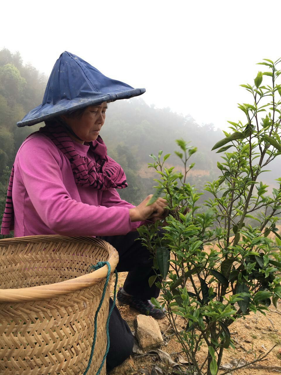 一级鸭屎香单丛茶 袋装100克